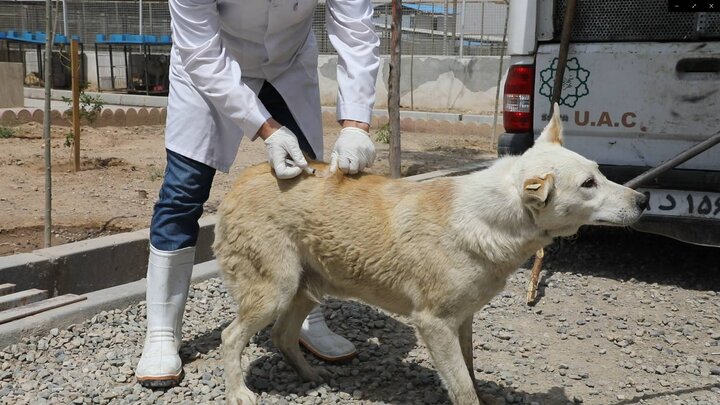 واکسیناسیون ضد هاری سگ‌های بلاصاحب نقاهتگاه آرادکوه