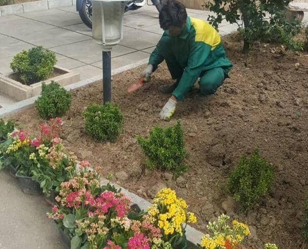 بیش از ۲۵۰۰ نشا فصلی در محله‌های شرق پایتخت کاشته شد