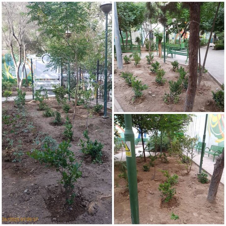 فضای سبز بوستان شیخ هادی با کاشت ۵۰ اصله نهال جان تازه گرفت