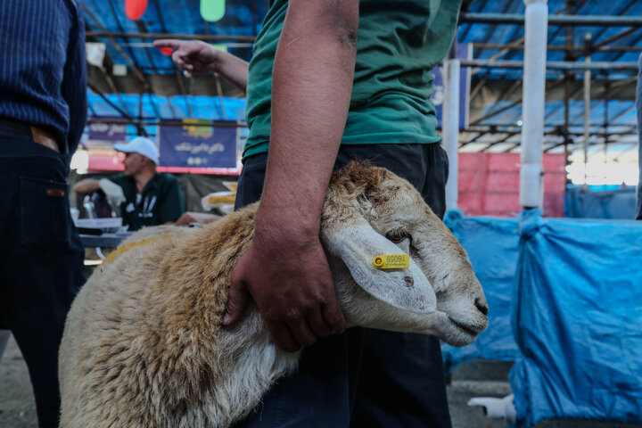 قیمت هر کیلوگرم دام زنده بهداشتی سبک ۳۴۰ هزار تومان