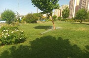 آبیاری مکانیزه ۷۰ درصد درختان تهران