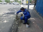 امحاء جانوران مضر شهری همزمان با گرم شدن هوا در منطقه ۴ تهران