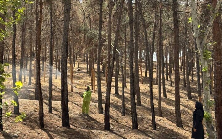 آفت‌زدایی ۲۰۰ هکتار از سرخه‌حصار با ۷ اکیپ تخصصی آغاز شد