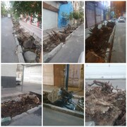 آغاز طرح احیای درختان خیابان فلسطین در منطقه ۱۱