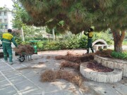 درختان سوزنی‌برگ محدوده شهرداری منطقه ۱۳ بهسازی می‌شوند