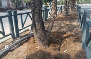 اجرای سیستم آبرسانی قطره‌ای در ناحیه ۲ بهشت زهرا(س)