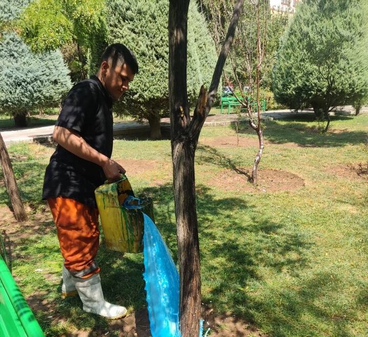 رسیدگی و احیای ویژه درختان در منطقه ۴ تهران