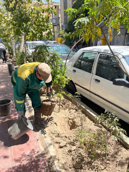 کاشت بیش از ۷۰ اصله نهال در محله انقلاب/ احیای دوباره فضای سبز منطقه ۱۱