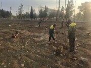 کاشت بیش از ۳۳ هزار اصله درخت و درختچه در منطقه ۱۹