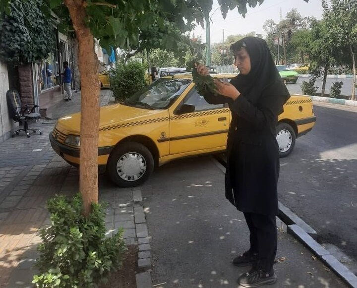 پایش تخصصی سلامت درختان منطقه ۱۳ 