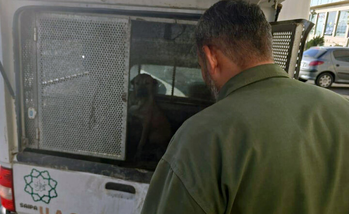 آغاز طرح زنده‌گیری سگ‌های بلاصاحب در ۱۲ محله شمال‌غرب تهران