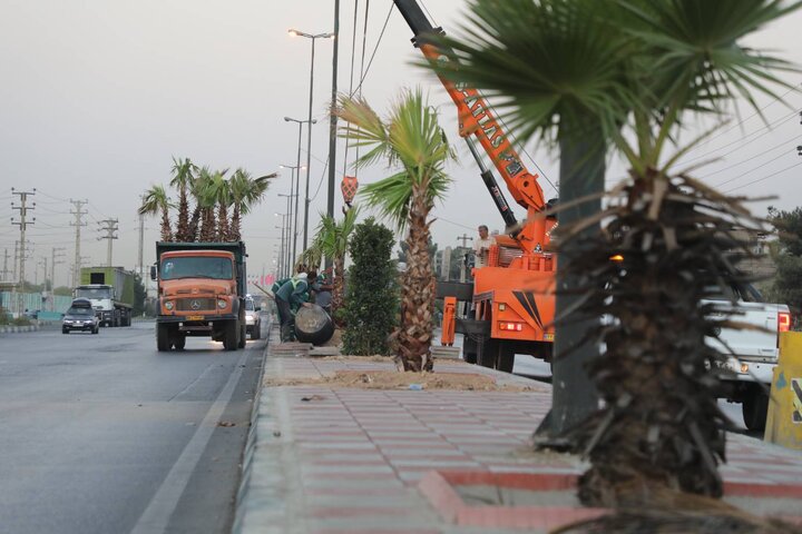 کاشت ۶۰ اصله درخت پالم و یاس هلندی در بلوار بهشت زهرا (س) منطقه ۱۹