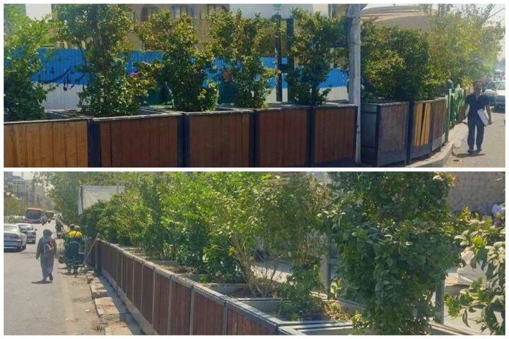 چهارراه ولیعصر (عج) با کاشت ۵۰ اصله یاس هلندی تزیین شد