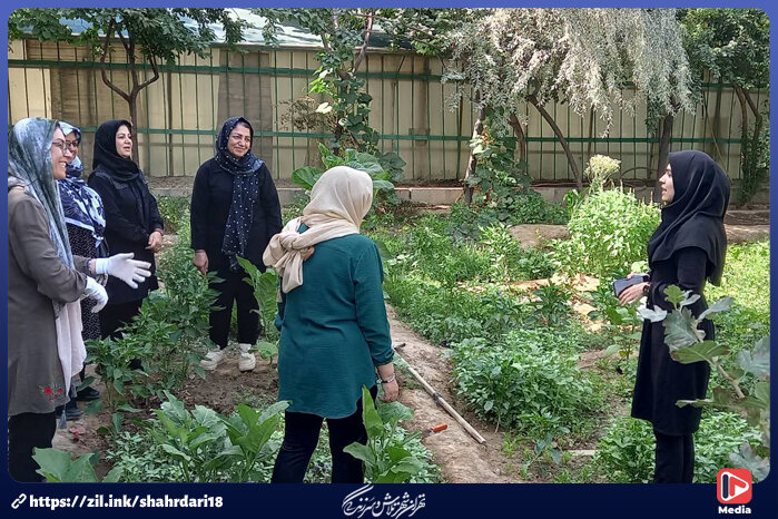 آغاز کشت و زرع زعفران در مزارع کوچک خانگی شهروندان 