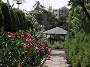 حفاظت از درختان خاص و کمیاب بوستان ساعی به عنوان گنجینه ۷۰ ساله سبز پایتخت