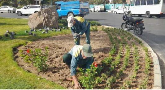 طراوت پاییزی با کاشت ۱۱ هزار گلدان داوودی در منطقه ۲۰