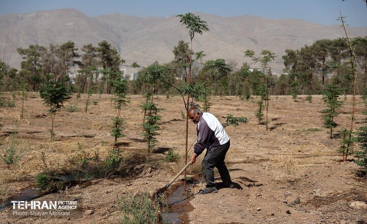 چیتگر احیا می‌شود