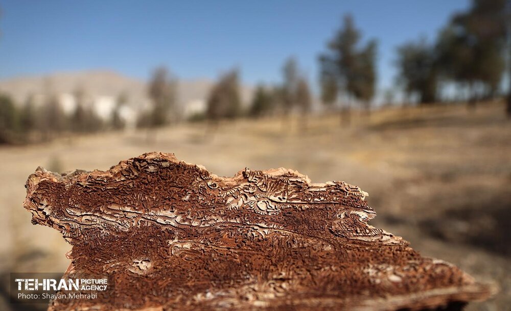 بازدید اصحاب رسانه از روند انجام عملیات احیای چیتگر