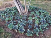 بوستان مترو با بیش از ۱۰۰ اصله نهال در منطقه ۱۱ آراسته شد