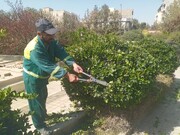  اجرای عملیات هرس و فرم‌دهی درختان باغ‌موزه مینیاتور منطقه ۸