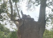 نجات چنار کهن‌سال فرحزاد