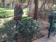 نگهداشت و بهسازی فضای سبز بوستان‌ها در سطح منطقه ۱۱