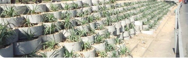 توسعه فضای سبز در ضلع شرقی بزرگراه شهید مدرس