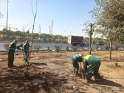 اجرای عملیات واکاری و کند و کوب فضای سبز حاشیه‌ای بزرگراه آزادگان