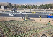 کاشت ۷۵ اصله نهال و ۲۰۰ متر مربع فرش گل در تقاطع بزرگراه‌های شهید لشگری و شهید ستاری