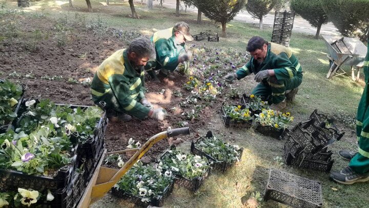 آغاز کاشت ۴۲ هزار نشاء گل پاییزه در بوستان‌ها و میادین منطقه ۷