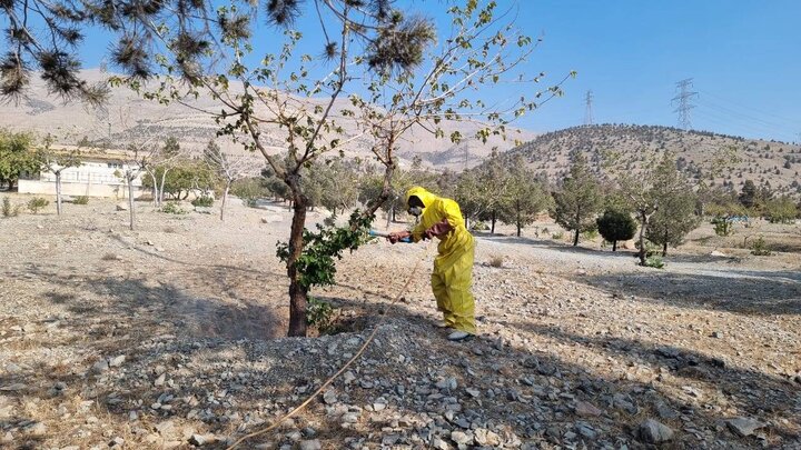 اجرای عملیات سمپاشی درختان توت و نهال‌های زبان گنجشک در منطقه ۲۲