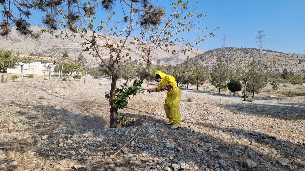 اجرای عملیات سمپاشی درختان توت و نهال‌های زبان گنجشک در منطقه ۲۲