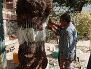 ترمیم حفره‌ها و پوسیدگی‌ها برای جلوگیری از سقوط/ پوسیدگی‌زدایی از درختان؛ از بکارگیری فوم تا شبکه رابیتس