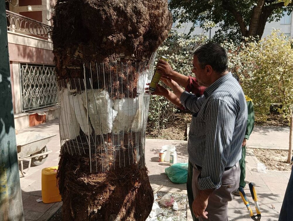 ترمیم حفره‌ها و پوسیدگی‌ها برای جلوگیری از سقوط/ پوسیدگی‌زدایی از درختان؛ از بکارگیری فوم تا شبکه رابیتس