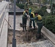 کاشت ۲۴۰ اصله درخت چنار در جوی باغچه خیابان ولیعصر (عج)