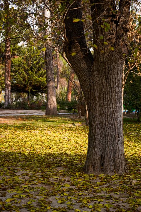 درختان خشک در بوستان حداد با رای کمیسیون ماده ۷ رفع خطر شدند