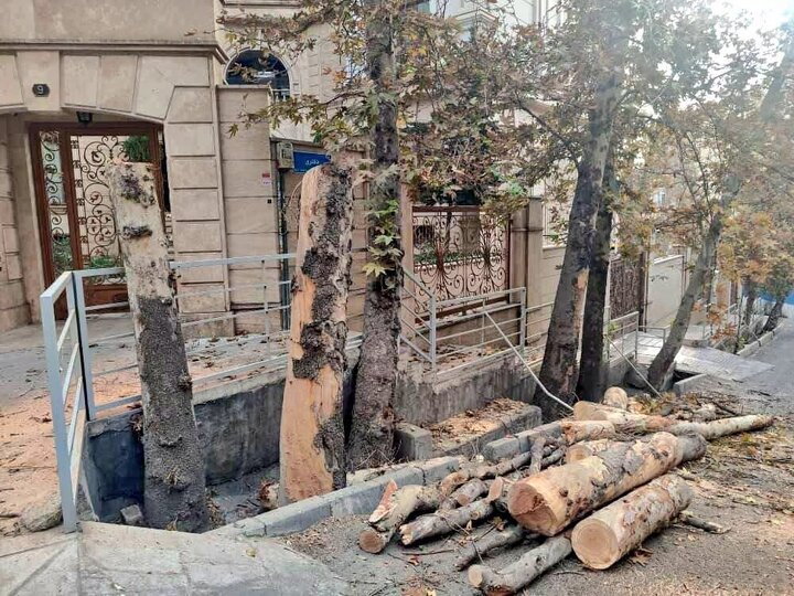 ماجرای کلیپ پخش شده درباره درختان باغ فردوس چه بود؟! / شهرداری : اطلاع رسانی کرده بودیم