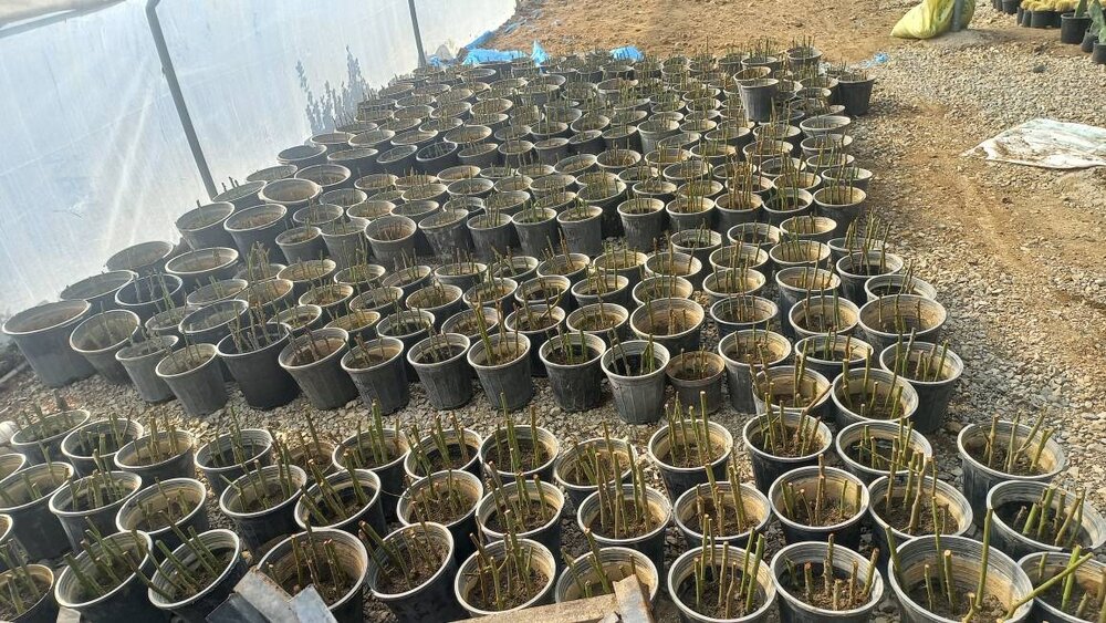 کاشت بیش از ۷ هزار قلمه رز هفت رنگ، رز سفید و نسترن در گلخانه بوستان بانوان منطقه ۱۹