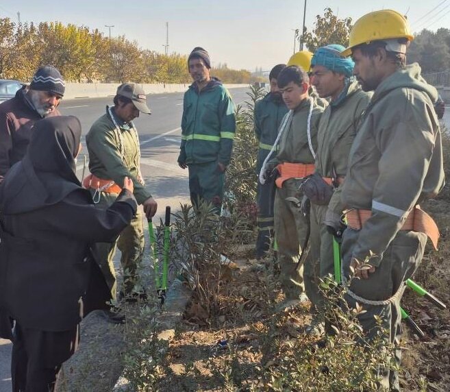 هرس زمستانه با آموزش‌های تخصصی در منطقه ۱۳ آغاز شد
