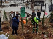 کاشت ۱۴۵۰ اصله نهال در منطقه یک؛ گامی عملی در مسیر طرح ملی یک میلیارد درخت