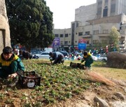 میادین منطقه ۶ با هزاران گل لاله آراسته و زیبا شدند