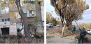 آغاز عملیات هرس هدفمند درختان شهری در منطقه ۲۰