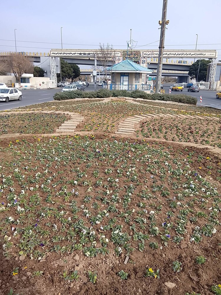 کاشت ۱۲۶ هزار بوته گل‌های فصلی زمستانی در بهشت زهرا(س) و حرم مطهر امام خمینی(ره)