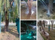 اجرای یخ‌آب زمستانه درختان با هدف کنترل امراض گیاهی در منطقه ۲۰