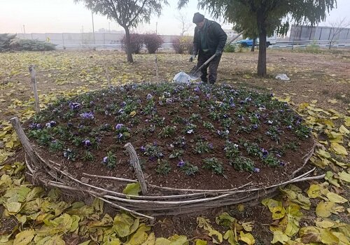 کاشت ۳۰ هزار پیاز لاله و برپایی ۵۵۰۰ متر مربع فرش‌گل در منطقه ۵