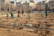 کاشت ۷ هزار اصله درخت در بوستان‌های منطقه ۱۹