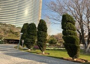 اجرای طرح «توپیاری» برای آراستگی فضای سبز در منطقه ۶