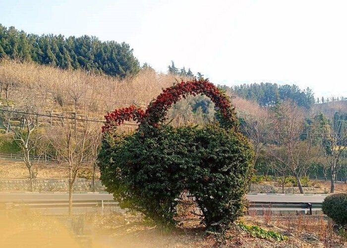 اجرای طرح «توپیاری» برای آراستگی فضای سبز در منطقه ۶