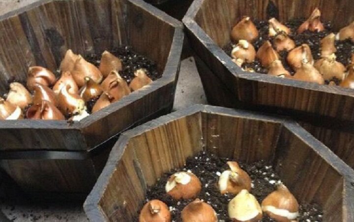 ۲۰ هزار پیاز لاله در منطقه ۲ کاشته شد