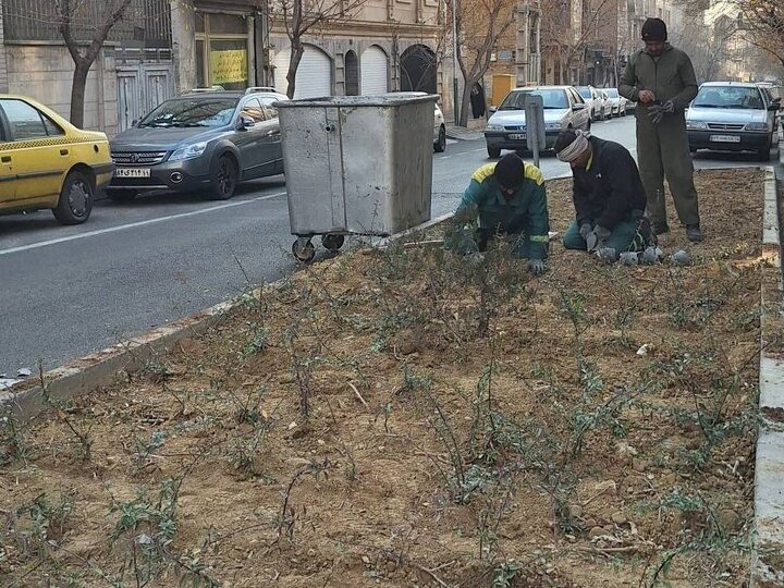 کاشت بیش از ۴۰۰ اصله درختچه پیراکانتا در خیابان‌های منیری جاوید و ۱۲ فروردین منطقه ۱۱